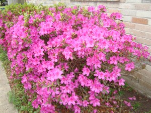 dsc00188 My Azalea flower bed